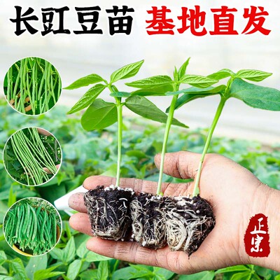 本地无架长豇豆苗四季豆苗矮生豆角苗秧苗种籽四季阳台种菜菜苗