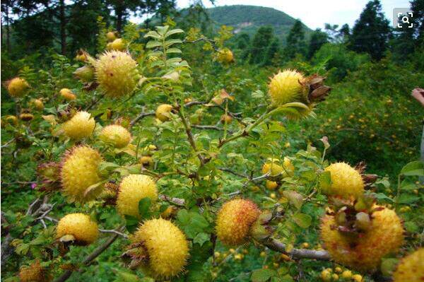野生新鲜刺栗子根 刺梨根 刺梨子根 茨藜根 天然药材 现挖现卖