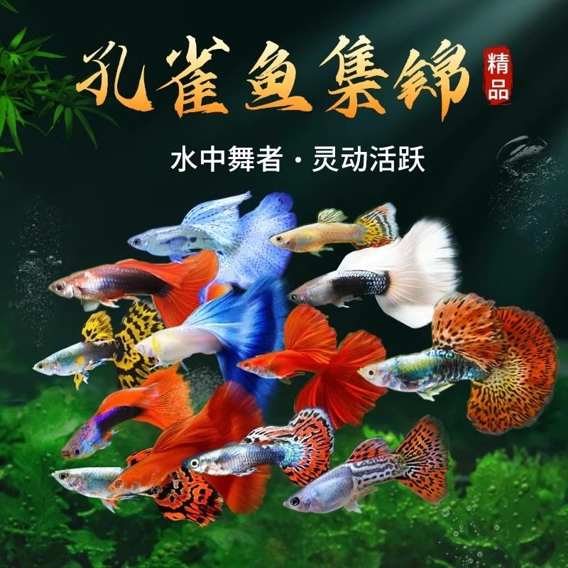 孔雀鱼热带鱼活鱼苗淡水小型好养易活下崽观赏鱼胎生凤尾鱼灯科鱼