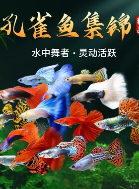 孔雀鱼热带鱼活鱼苗淡水小型好养易活下崽观赏鱼胎生凤尾鱼灯科鱼