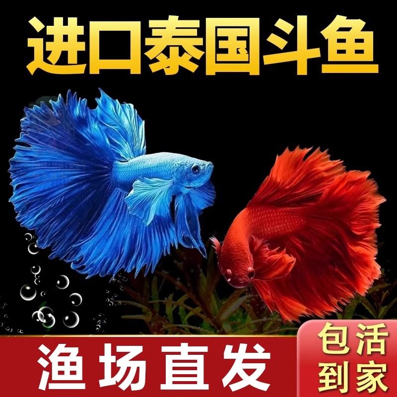 泰国斗鱼马尾狮王半月母斗鱼观赏鱼热带鱼活体宠物淡水鱼小型鱼