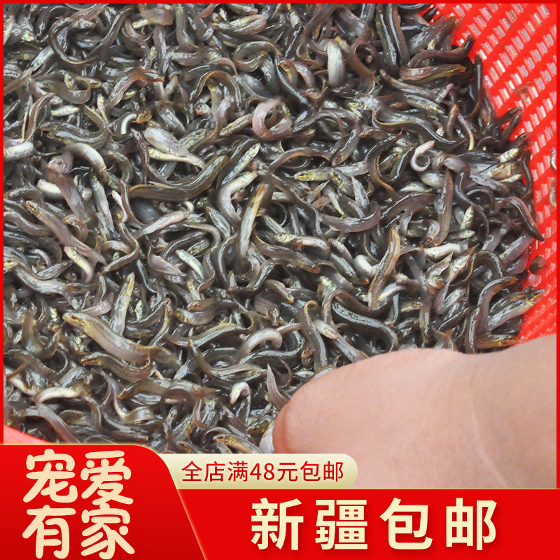 泥鳅苗小泥鳅活体饵料草金苗龙鱼鱼饲料淡水养殖乌龟活体喂鱼饲料