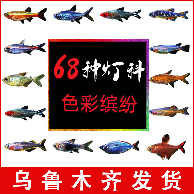 小型热带观赏鱼淡水灯科鱼群游宝莲灯斑马红绿灯天使草缸好养活鱼