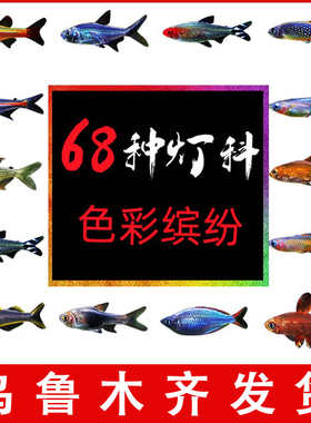 小型热带观赏鱼淡水灯科鱼群游宝莲灯斑马红绿灯天使草缸好养活鱼