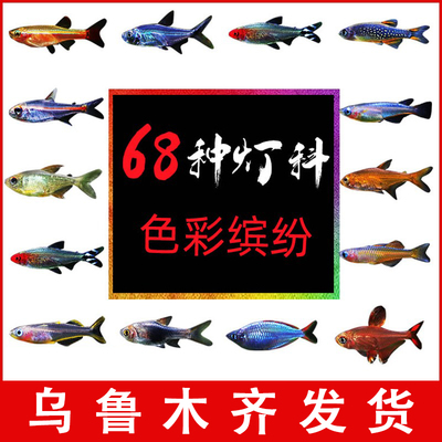 小型热带鱼观赏鱼灯鱼好养群游鱼