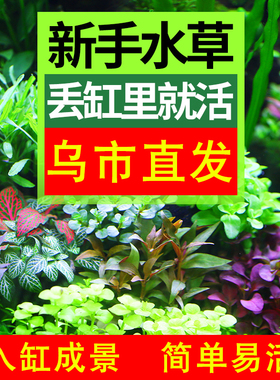 鱼缸水草植物懒人造景套餐活水草阴性草前中后景草蜈蚣草莫斯真草