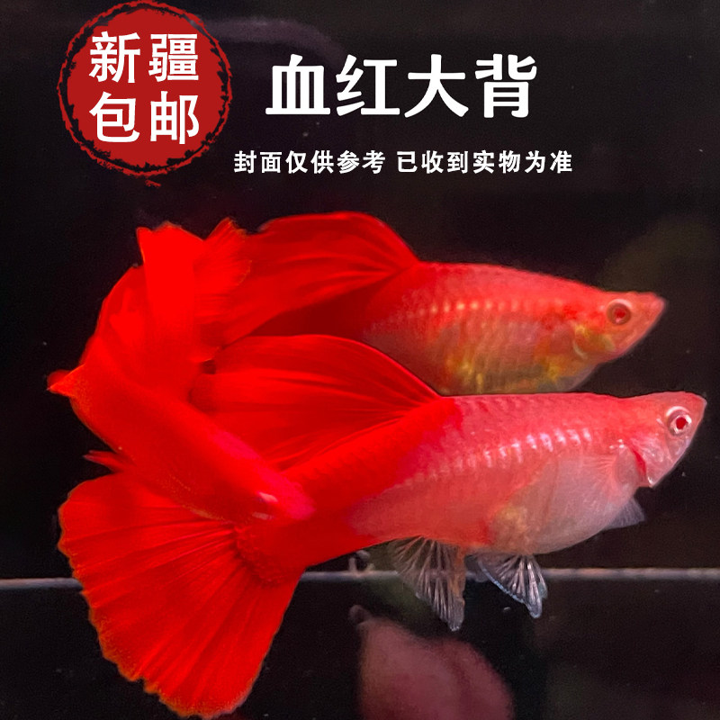 精品孔雀鱼血红大背胎生鱼热带鱼