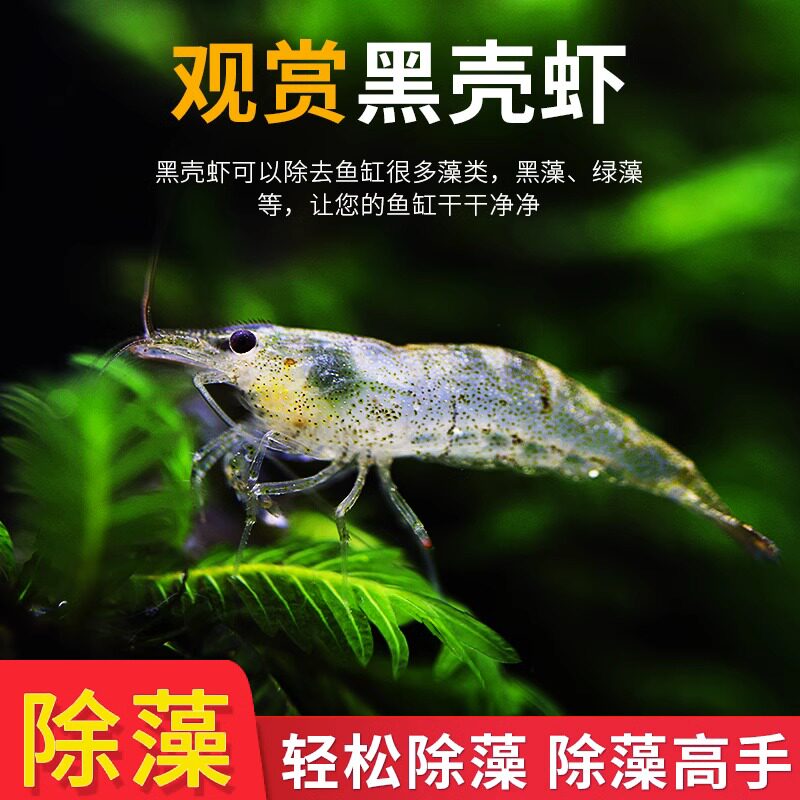 黑壳虾造景水草缸除丝藻虾观赏虾清洁工具虾活体虾宠物虾苗饲料虾