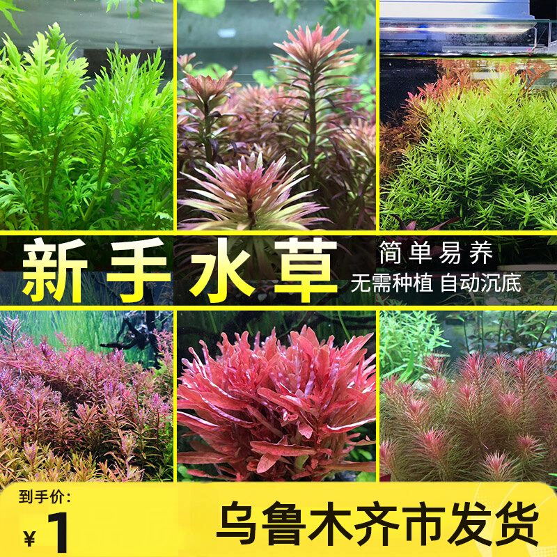 鱼缸水草植物懒人造景活水草蜈蚣草趴地珍珠阴性水榕莫斯皇冠真草