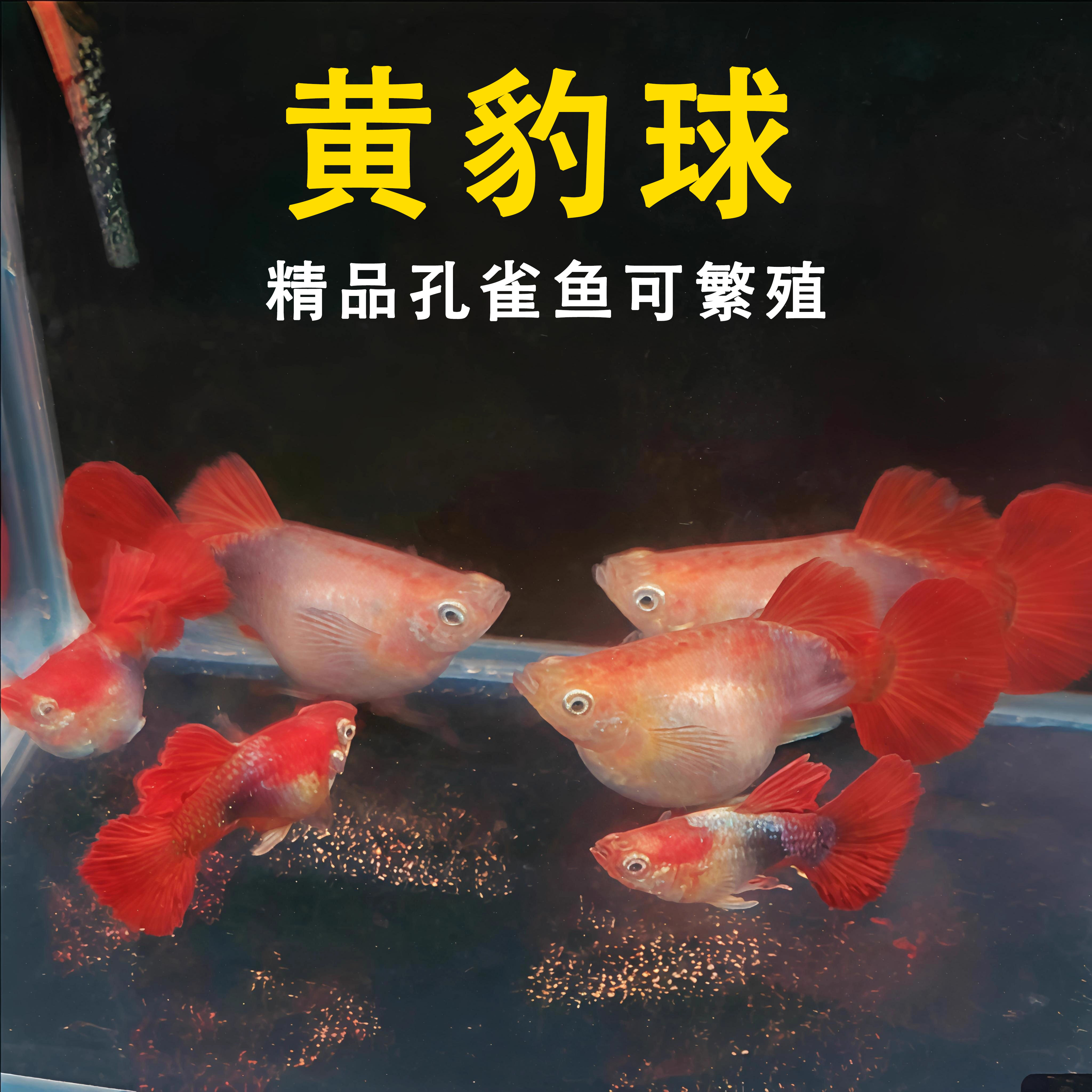 新疆包邮黄豹球孔雀鱼精品热带鱼