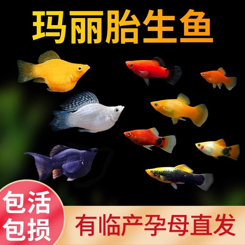 皮球鱼胎生鱼小型热带鱼可繁殖小鱼孔雀鱼观赏鱼红米奇草缸混养鱼