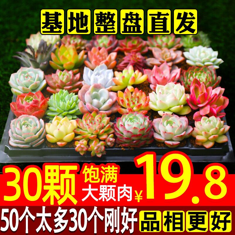 多肉植物大颗好养绿植生石花室内精品老桩肉肉稀有品种花卉小盆栽