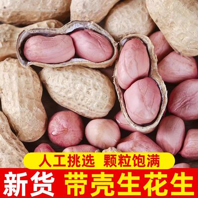 新货带壳薄壳花生可种植