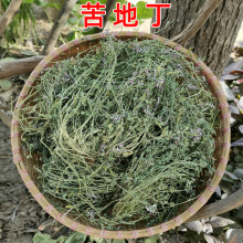 中药材苦地丁500g克野生中草药非紫花地丁野堇菜苦草茶地丁全草干