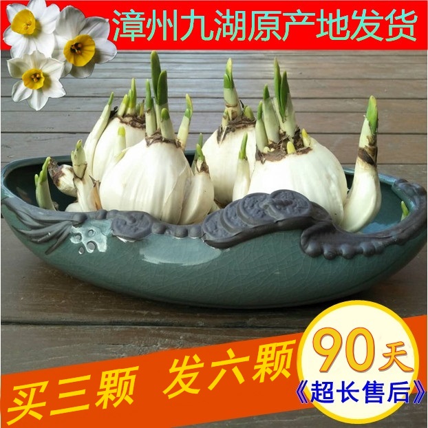 正宗漳州水仙花盆栽 水养种球大球室内四季水培花卉植物冬季种子