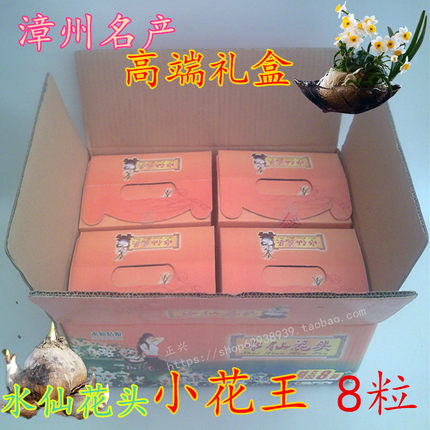 单瓣小花王26cm围径 6-10花枝 8粒 漳州原产水仙花种球包邮