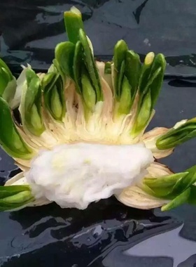 漳州水仙花大种球已雕刻好未泡水未养护花枝精选水培植物盆栽包邮