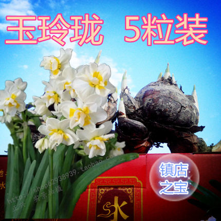 复瓣玉玲珑漳州水仙花种球水培花卉盆栽植物种子水仙花重瓣原产地
