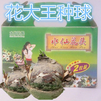 漳州名产水仙花种球大球水培室内外花卉单瓣大花王26-28cm2粒一盒