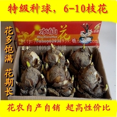 原产漳州水仙花种球室内阳台冬季