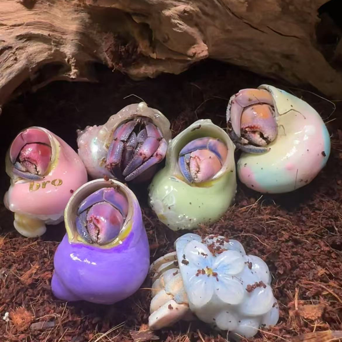 紫路寄居蟹宠物活体寄居蟹