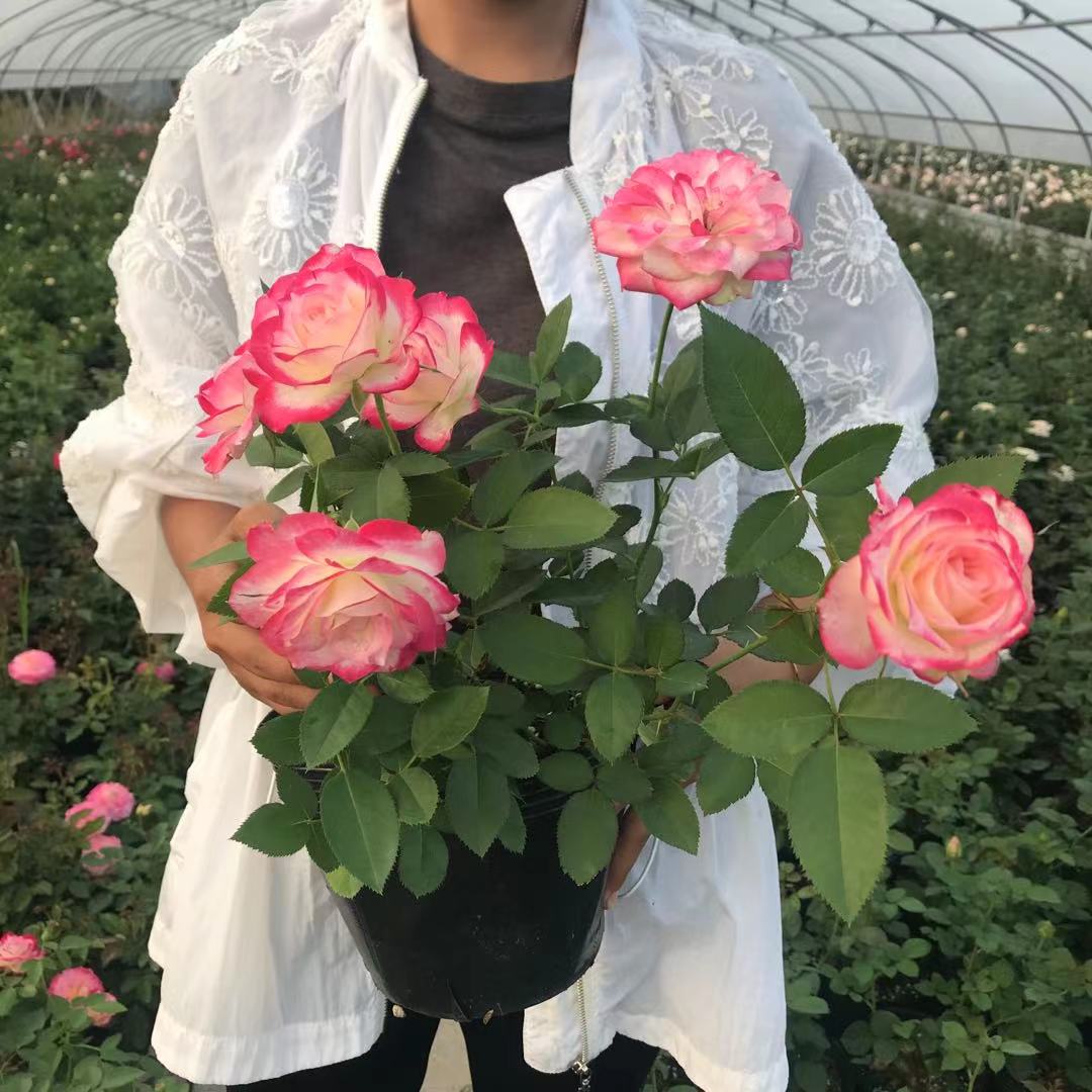 摩纳哥公爵月季盆栽花卉阳台庭院灌木勤花多花四季开植物盆栽花