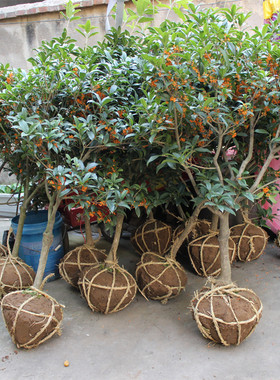 桂花树苗花卉沉香嫁接八月金桂