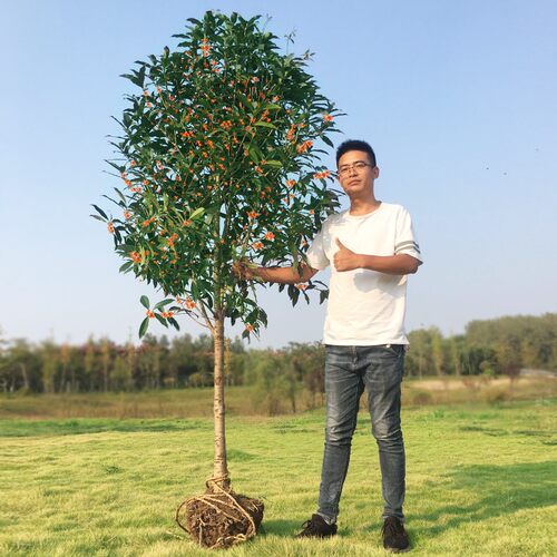 地栽大型四季桂花树苗