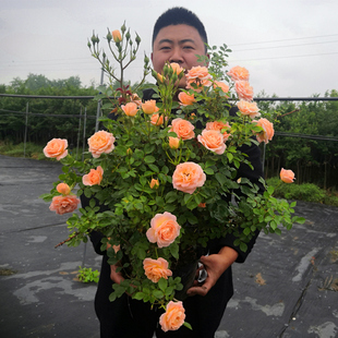 蔷薇花苗藤本月季 特大浓香庭院爬藤植物花卉盆栽阳台玫瑰爬墙四季