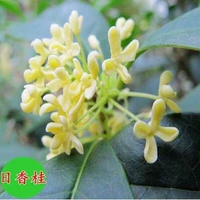 Привитые Ri Sianggui 5 -Year Seedings