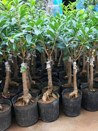 Osmanthus деревьев саженцы в горшках из четырех сезонов экстремальные голубые цветочные агарвуд август август Gold Osmanthus Courtyard Внутренний и открытый балкон