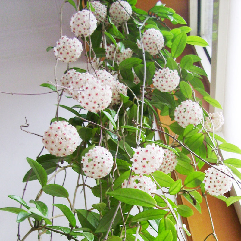 盆栽爬藤攀援花卉绿植球兰花绿叶球兰大苗球兰花苗当年开球形花