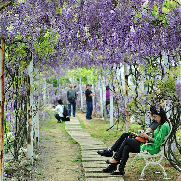 好养耐寒耐热多花紫藤花苗爬藤植物庭院围墙攀爬紫藤萝树花园爬墙
