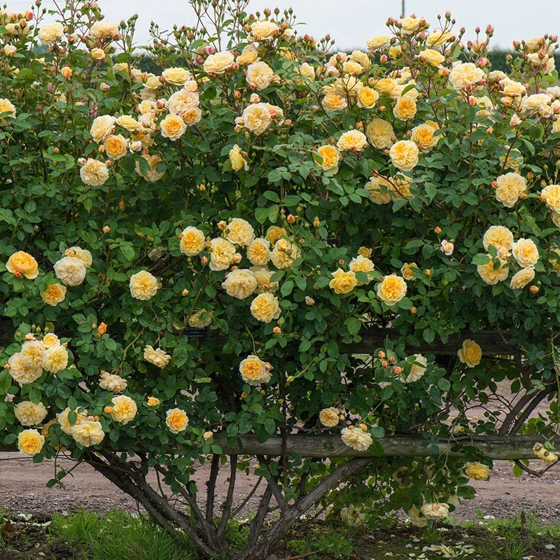 欢笑格鲁吉亚奥斯汀四季大花