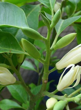 白兰花树苗黄角黄桷白黄玉兰