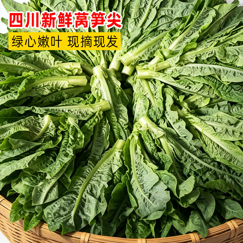 四川莴笋尖绿皮新鲜凤尾菜叶菜火锅烧烤食材应季蔬菜现摘包邮