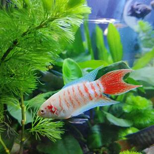 鸿运白兔中国斗鱼淡水冷水活体活鱼观赏鱼巨尾好养耐活免打氧鱼苗