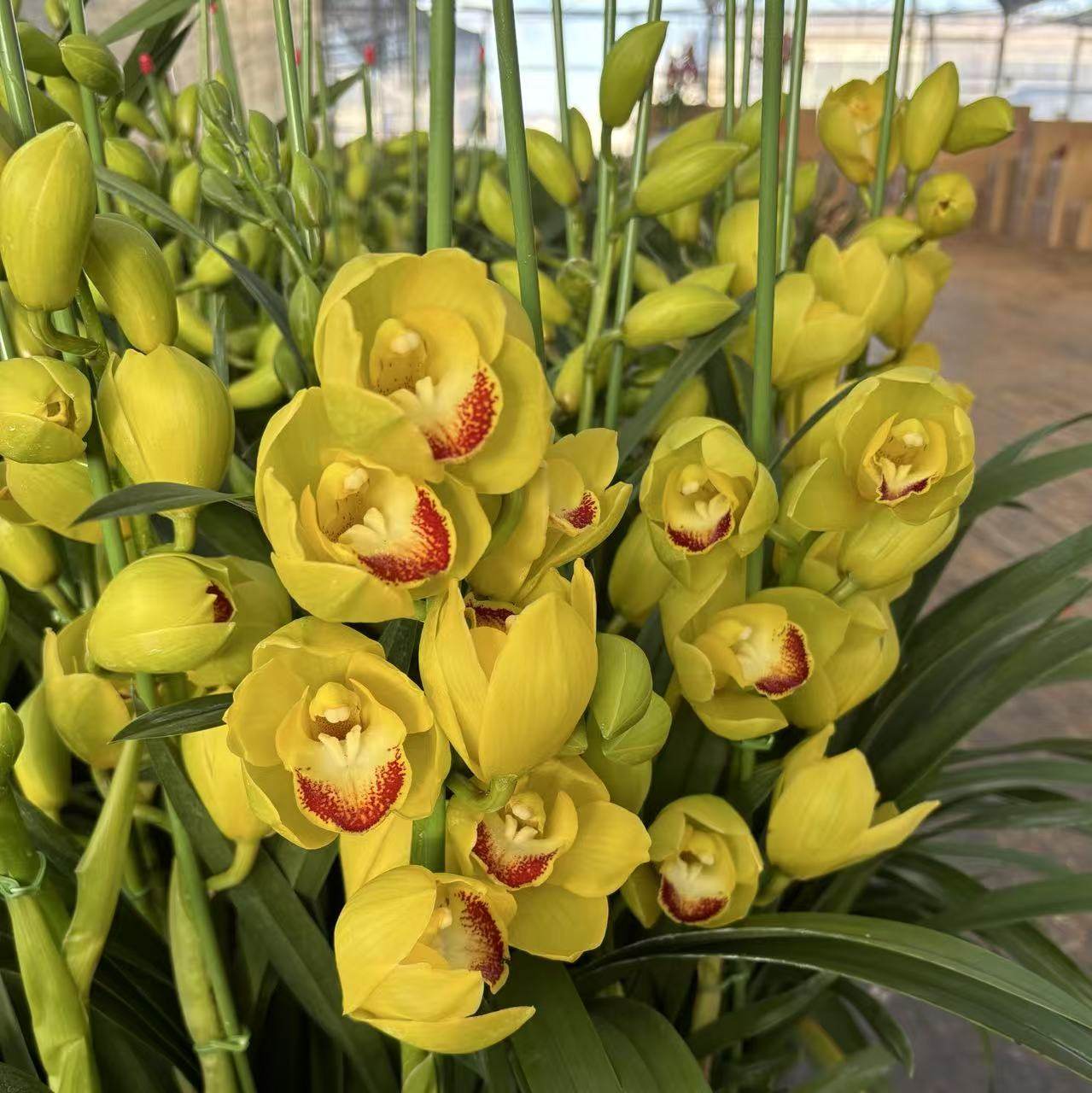 D黄金岁月 4花剑起金色兰花大花蕙兰发易养护室内高端兰花,鲜花速递/花卉仿真/绿植园艺,国兰/杂交兰/洋兰类,淘宝优惠券,粉丝福利购,淘宝优惠卷