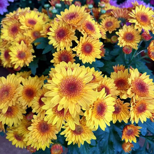 H阳光泡泡  荷兰菊室内高端花卉长花期易养护办公室茶台150#