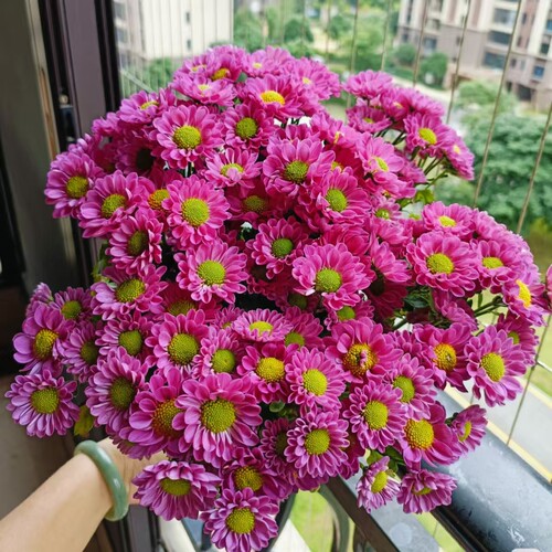 H水蜜桃小菊 荷兰菊室内高端花卉长花期易养护办公室茶台150#