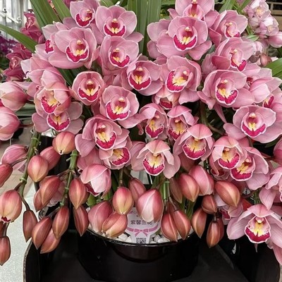 D粉色大花蕙兰福星4花剑 室内高端花卉 兰花基地直发多年生易成