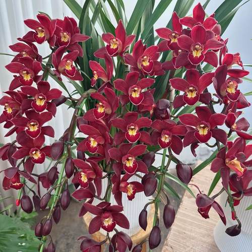 【阿鹏】祝福拱兰 5支花带造型云南高山兰花室内高端大花蕙兰