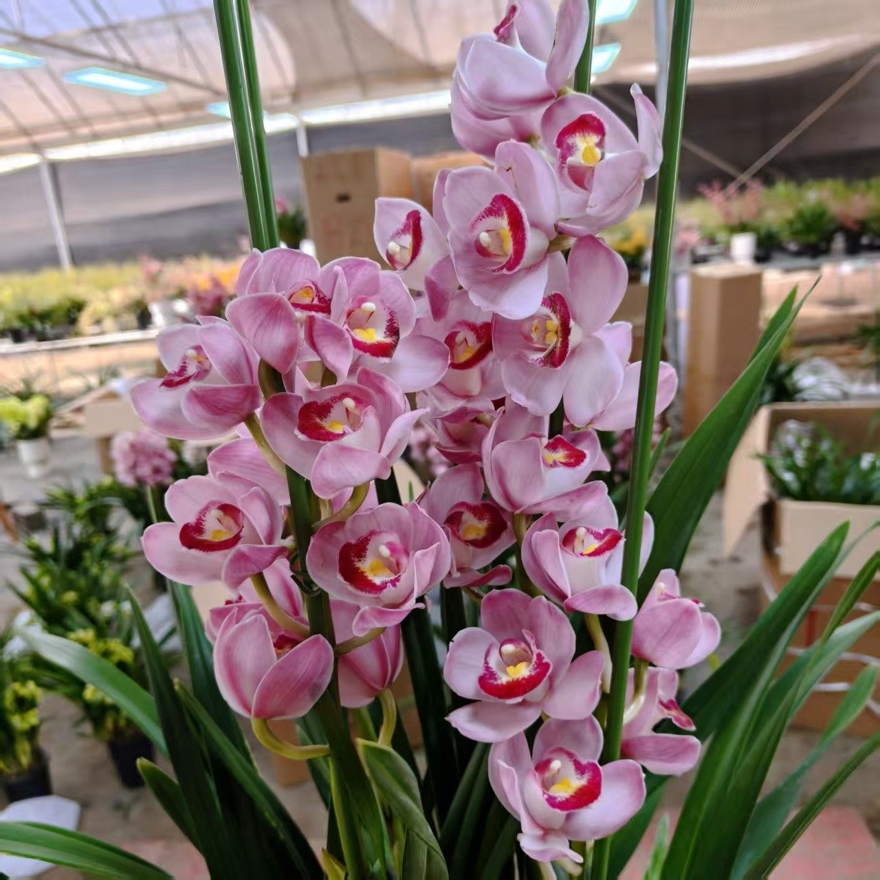 H草莓露3支花剑多年生云南高山兰花基地直发室内高端大花蕙兰,鲜花速递/花卉仿真/绿植园艺,国兰/杂交兰/洋兰类,淘宝优惠券,粉丝福利购,淘宝优惠卷