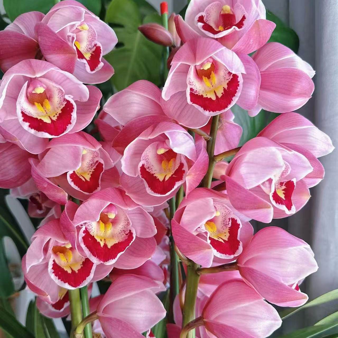 H福星 粉色落地年宵花 云南高山兰花基地直发室内高端大花蕙兰,鲜花速递/花卉仿真/绿植园艺,国兰/杂交兰/洋兰类,淘宝优惠券,粉丝福利购,淘宝优惠卷