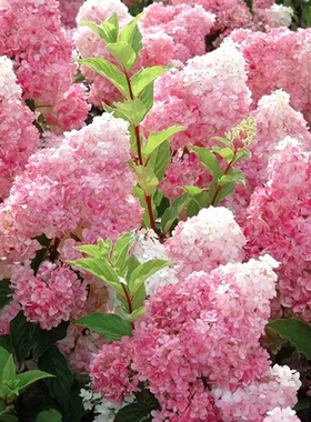 D香草草莓圆锥木绣球初开绿色中期白色后期温差大变粉色2加仑