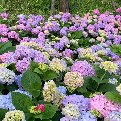 D无尽夏炫彩多花头绣球耐热耐寒室内室外地栽盆载1.5加仑盆