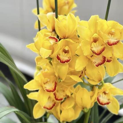 【阿鹏】黄金岁月 7花剑起多年生云南高山兰花室内高端大花蕙兰