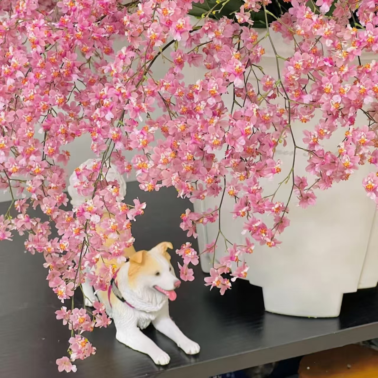 D光宗粉10花剑梦香兰文心兰室内高端兰花耐热耐寒好养长花期