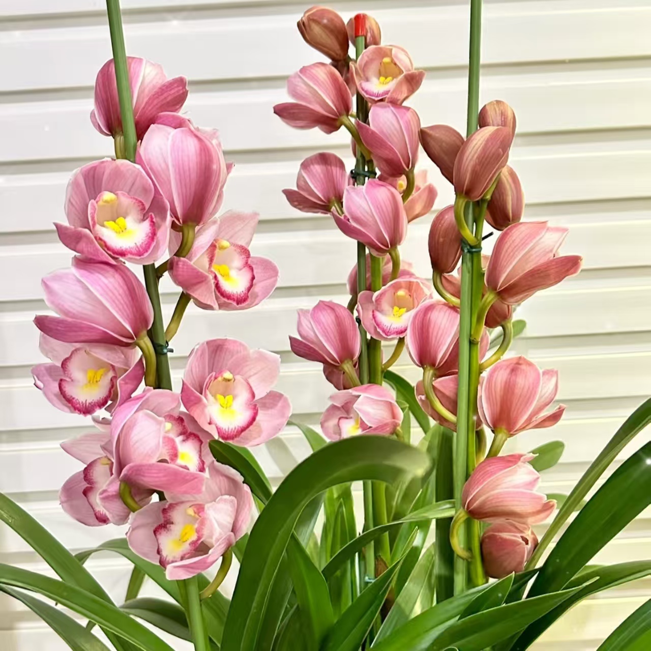 六朝金粉2支花剑多年生云南高山兰花基地直发室内高端大花蕙兰