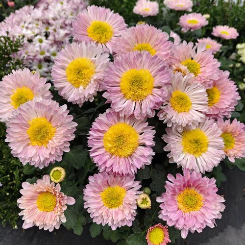 H塞拉之光 荷兰菊室内高端花卉长花期易养护办公室茶台150#